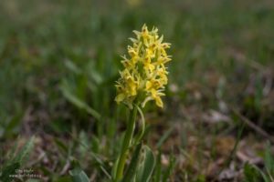 Přečtete si více ze článku Orchideje Bílých Karpat – Prstnatce