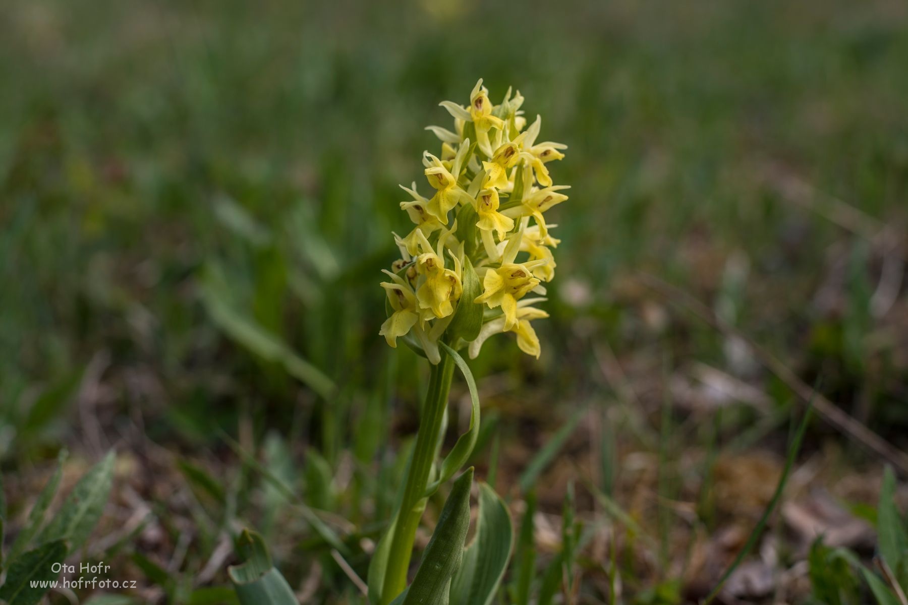 Právě si prohlížíte Orchideje Bílých Karpat – Prstnatce