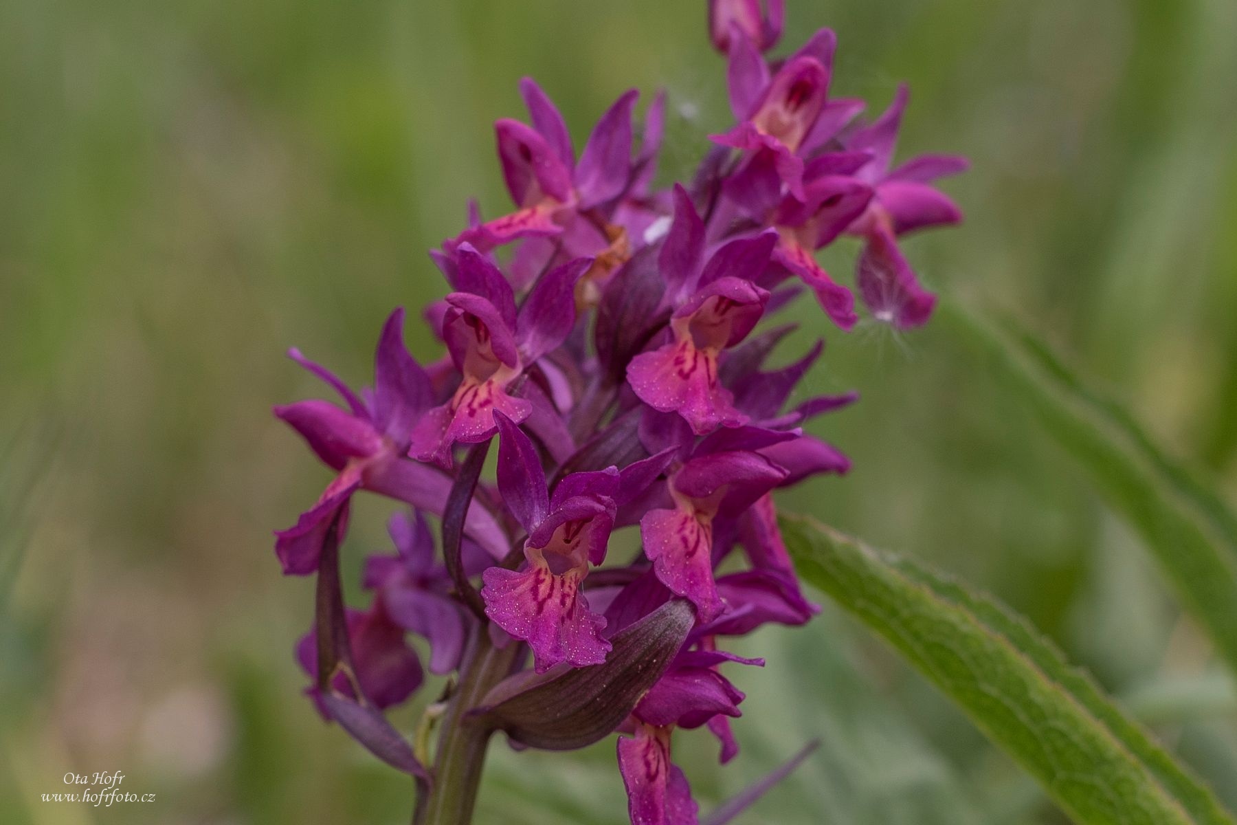 Právě si prohlížíte Orchideje Bílých Karpat II – Prstnatce