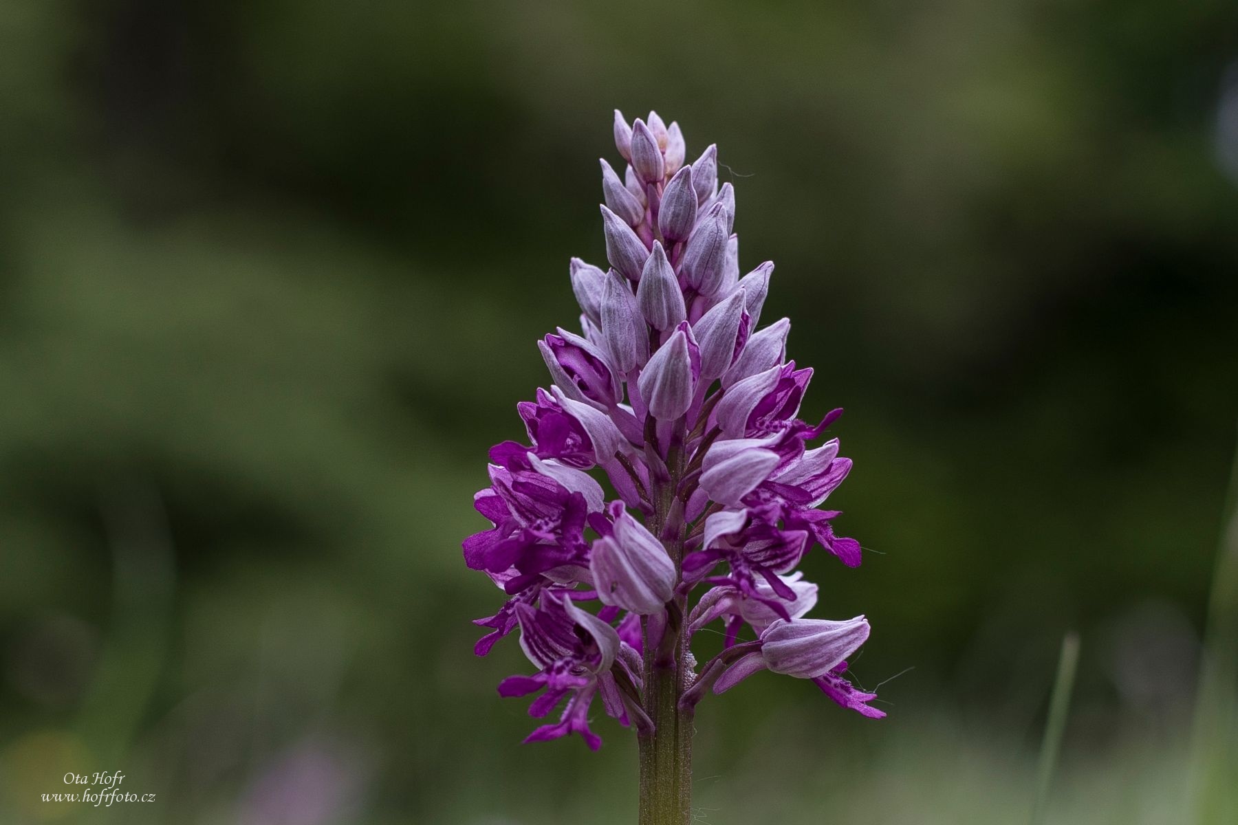 Právě si prohlížíte Orchideje Bílých Karpat III – Vstavačovité