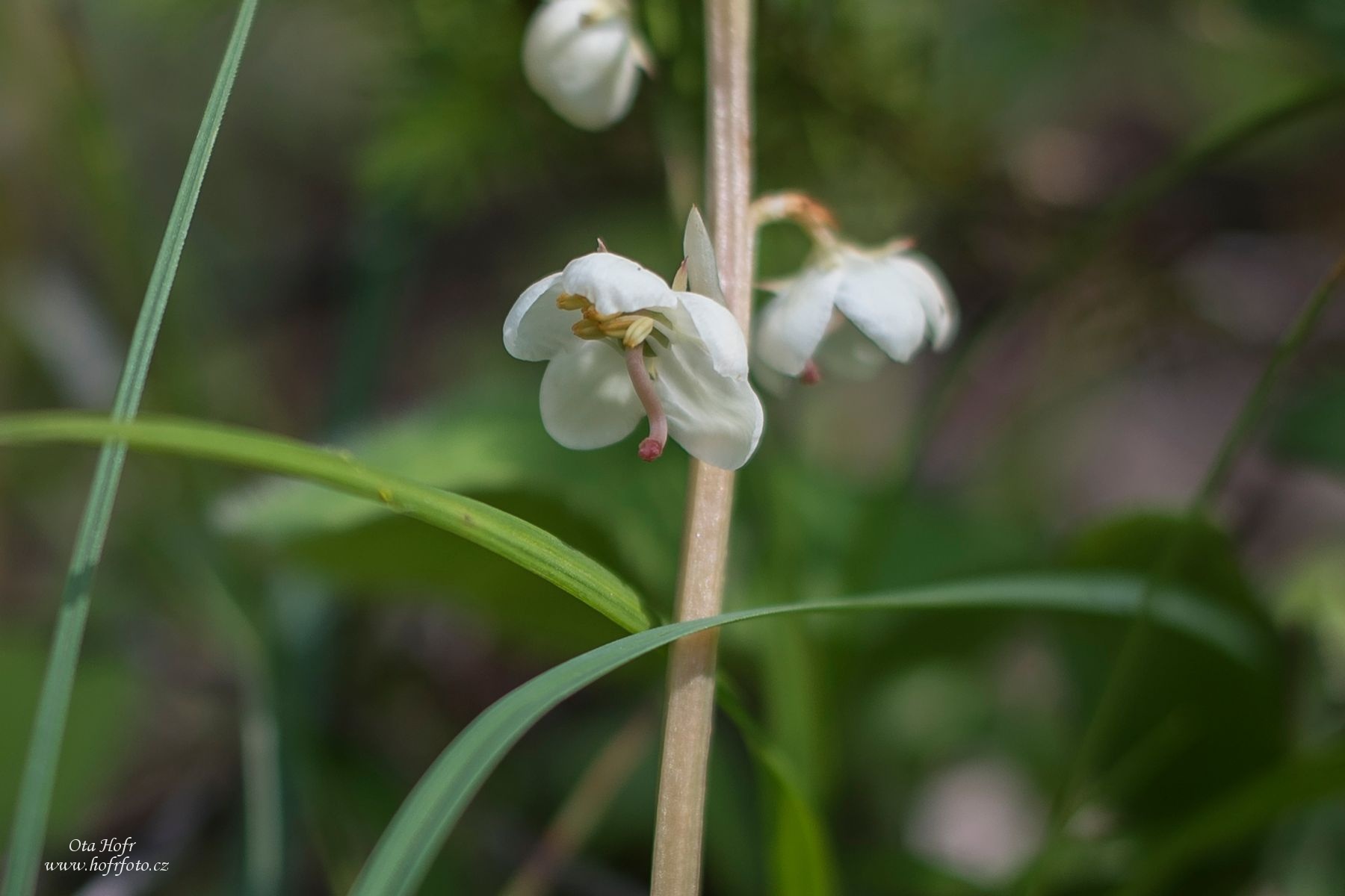 Právě si prohlížíte Lom Rasová – orchideje a jiné  vzácné rostliny