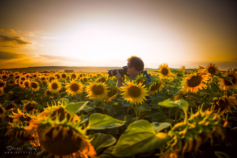 Přečtete si více ze článku Když se fotí slunečnice…