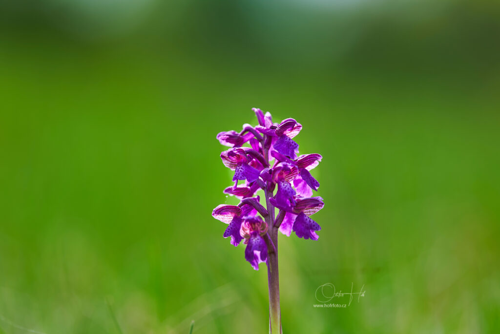 Orchideje v Bílých Karpatech